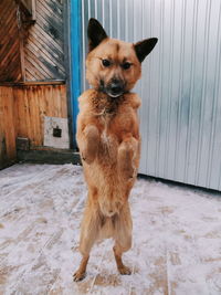 Portrait of dog standing on snow