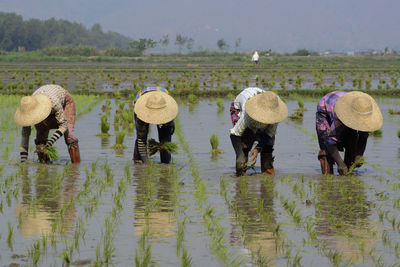 People working in rice paddy