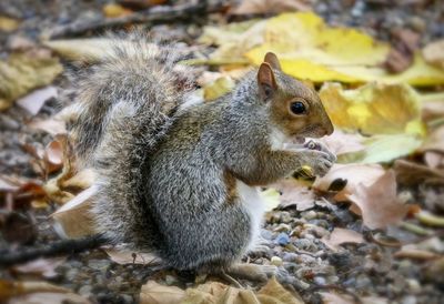 Close-up of squirrel holding a nut