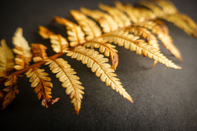 Close-up of dry leaf