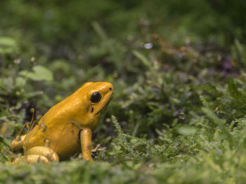 Close-up of a frog on field