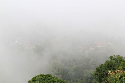 Trees on mountain against sky