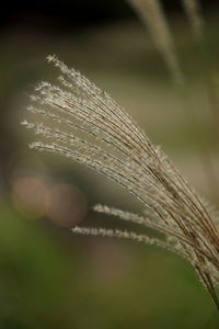 Close-up of feather against blurred background