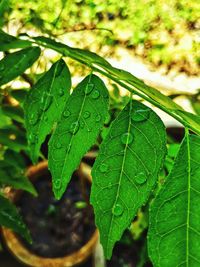 Close-up of wet plant leaves