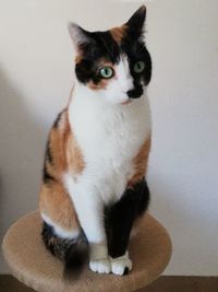 Portrait of cat sitting on floor