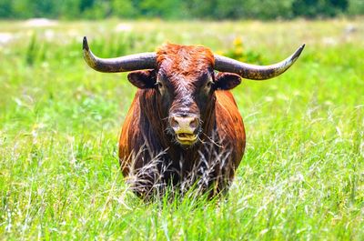 Cow on field