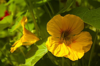 Close-up of yellow flower blooming outdoors