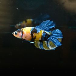 Close-up of fish swimming in sea