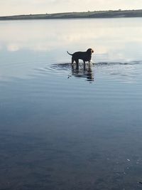 Dog swimming in a lake