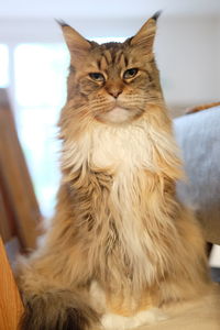 Portrait of cat sitting at home