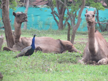 Horses on field