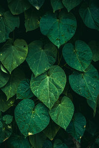 Green plant leaves in the nature, green background