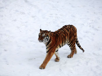 Tiger walking on snowy field during winter