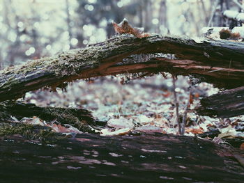 Close-up of frost on tree trunk