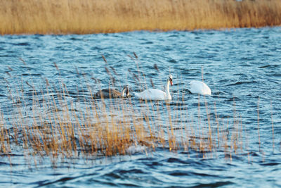 Swans swimming in lake