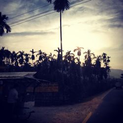 Palm trees against cloudy sky