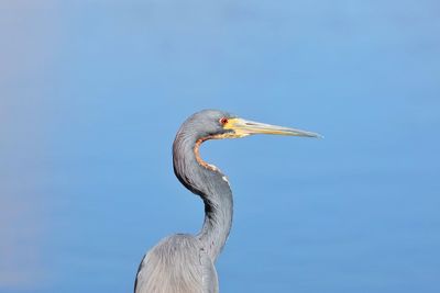 View of a bird