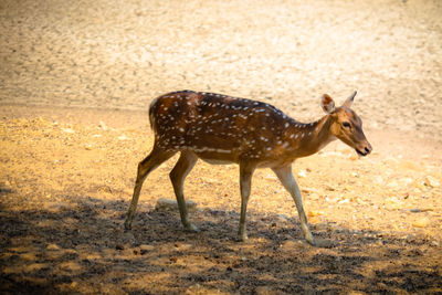 Side view of giraffe on land