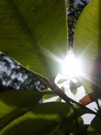 Low angle view of plants against sunlight