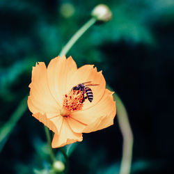 Close-up of insect on flower