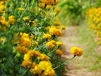 Close-up of yellow flowering plant on field