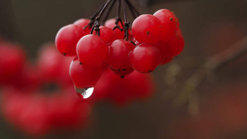 Close-up of red berries growing on tree