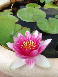 Close-up of lotus water lily