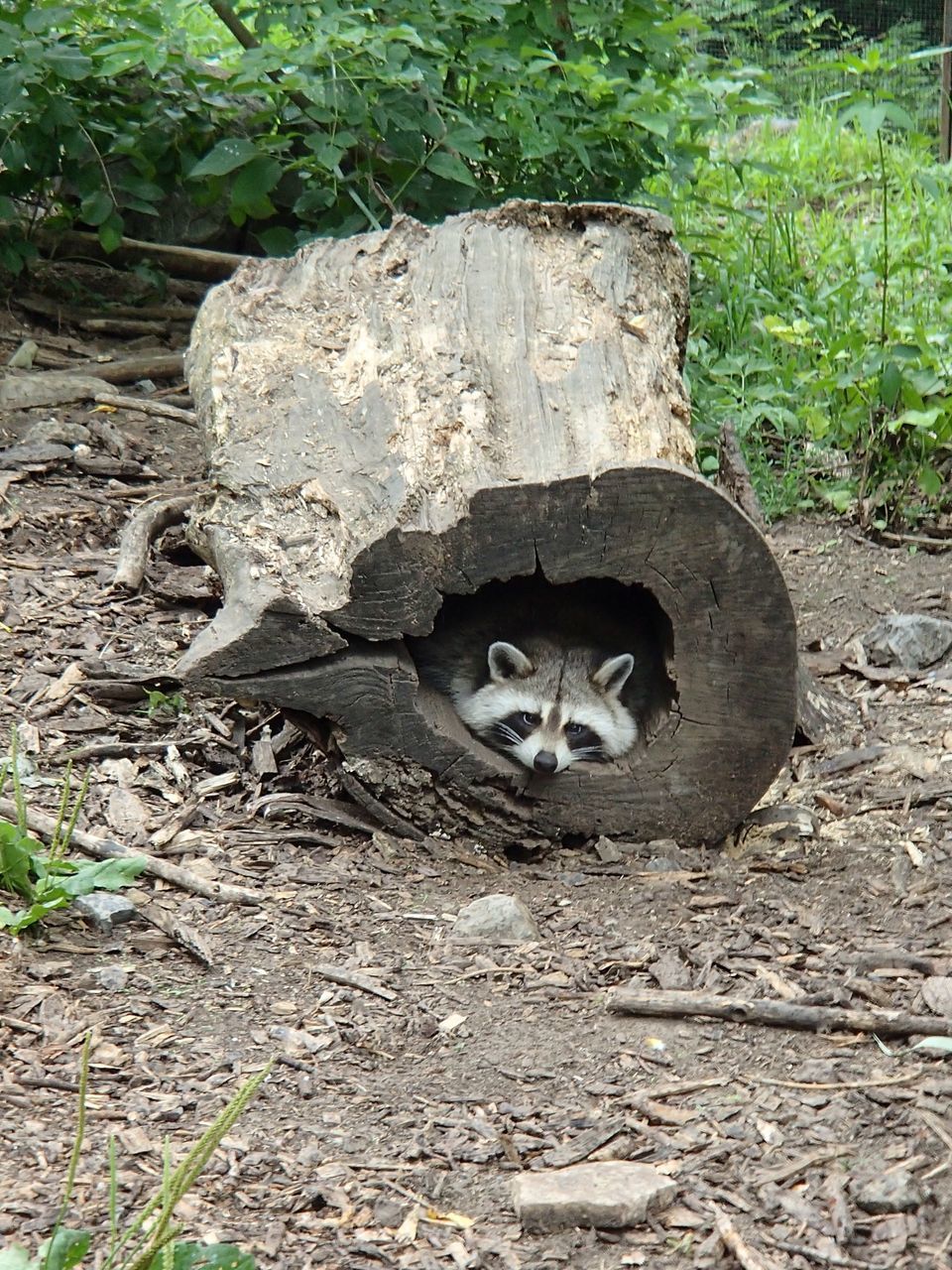 CAT LYING ON A FIELD