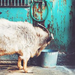 Goat by bucket against rusty door