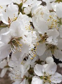 Close-up of white cherry blossoms in spring