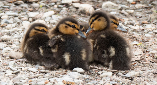 Ducklings huddled together