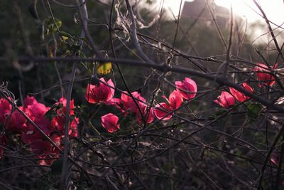 Close-up of pink flowering plants