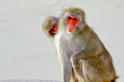 Close-up of monkeys on snow