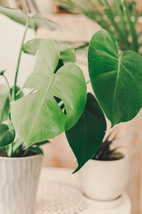 High angle view of potted plant on table