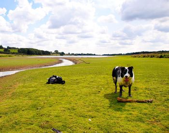 Horses on field against sky