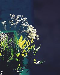 Close-up of plant