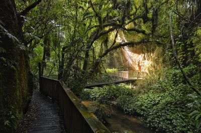 Pathway along trees in forest