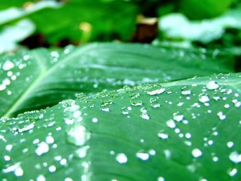 Close-up of raindrops on leaves