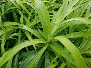 Full frame shot of wet plant