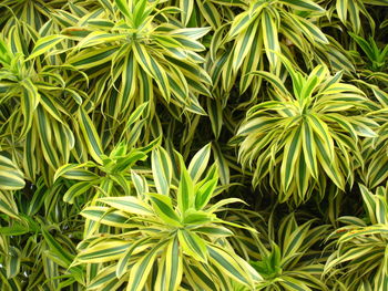 Close-up of fresh green leaves