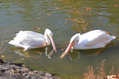 Ducks swimming in lake