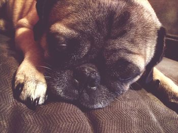 Close-up of dog resting