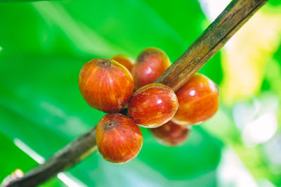 Close-up of cherries on tree