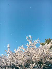 Low angle view of cherry blossoms against blue sky