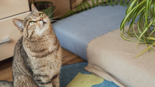 Striped tabby beige cat with green eyes sitting in the home room looking up cute pets animals 