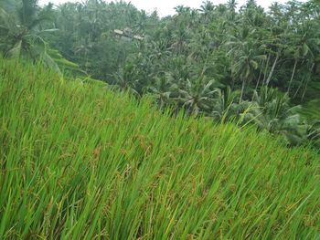 Scenic view of rice field against sky