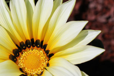 Close-up of white flower