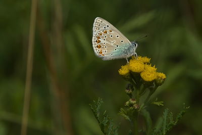 animal wildlife