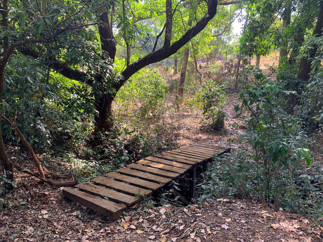 VIEW OF TREES IN FOREST