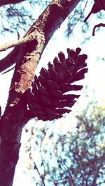 Close-up of tree trunk